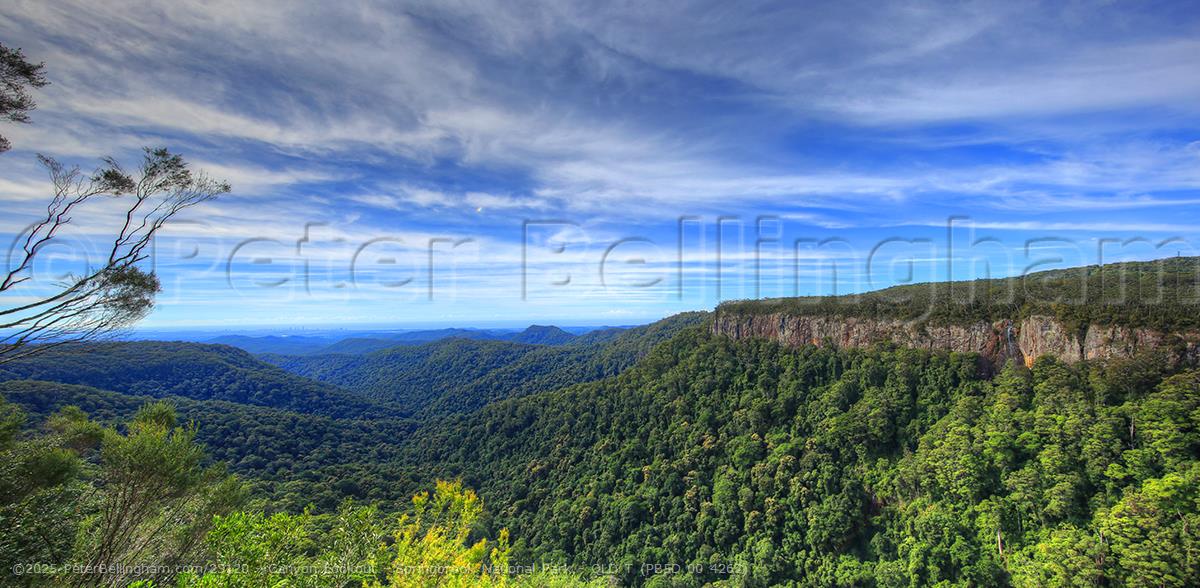 Peter Bellingham Photography Canyon Lookout - Springbrook National Park - QLD T (PB5D 00 4262)
